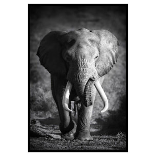 Affiche encadrée éléphant sauvage en noir et blanc Affiche + cadre en métal - Noir