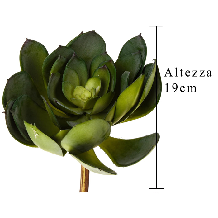 Aoenium Cactus. Altezza 19 Cm - Pezzi 4 - 19X25X19cm - Colore: Verde - Bianchi Dino - Piante Artificiali