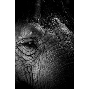 Tableau eléphant close up Tableau plexiglas