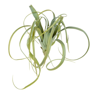 Tillandsia - Pezzi 1 - 42X50X42cm - Colore Verde - Bianchi Dino - Piante Artificiali