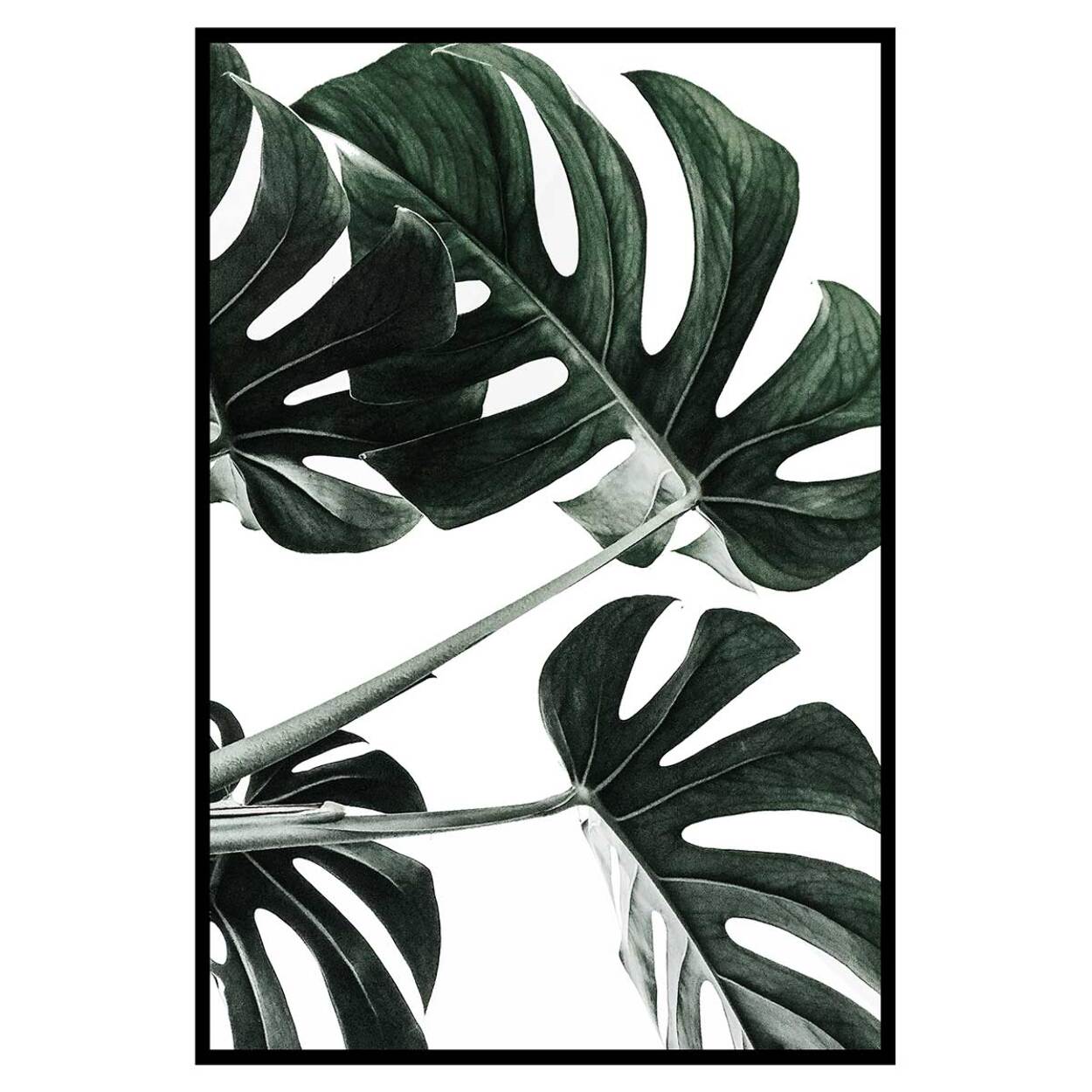 Affiche encadrée feuille tropicale monstera graphique Affiche + cadre en métal - Noir