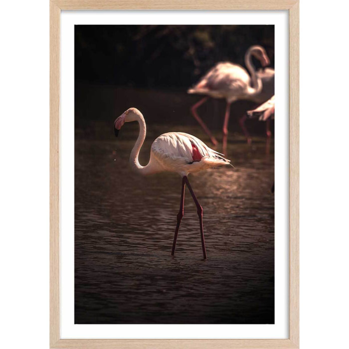 Affiche flamingo in miami Affiche + cadre en bois - Chêne