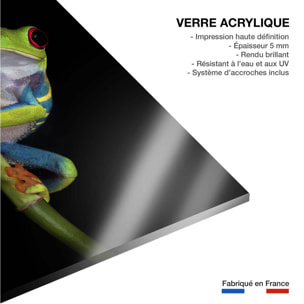 Tableau animaux Grenouille Tableau plexiglas