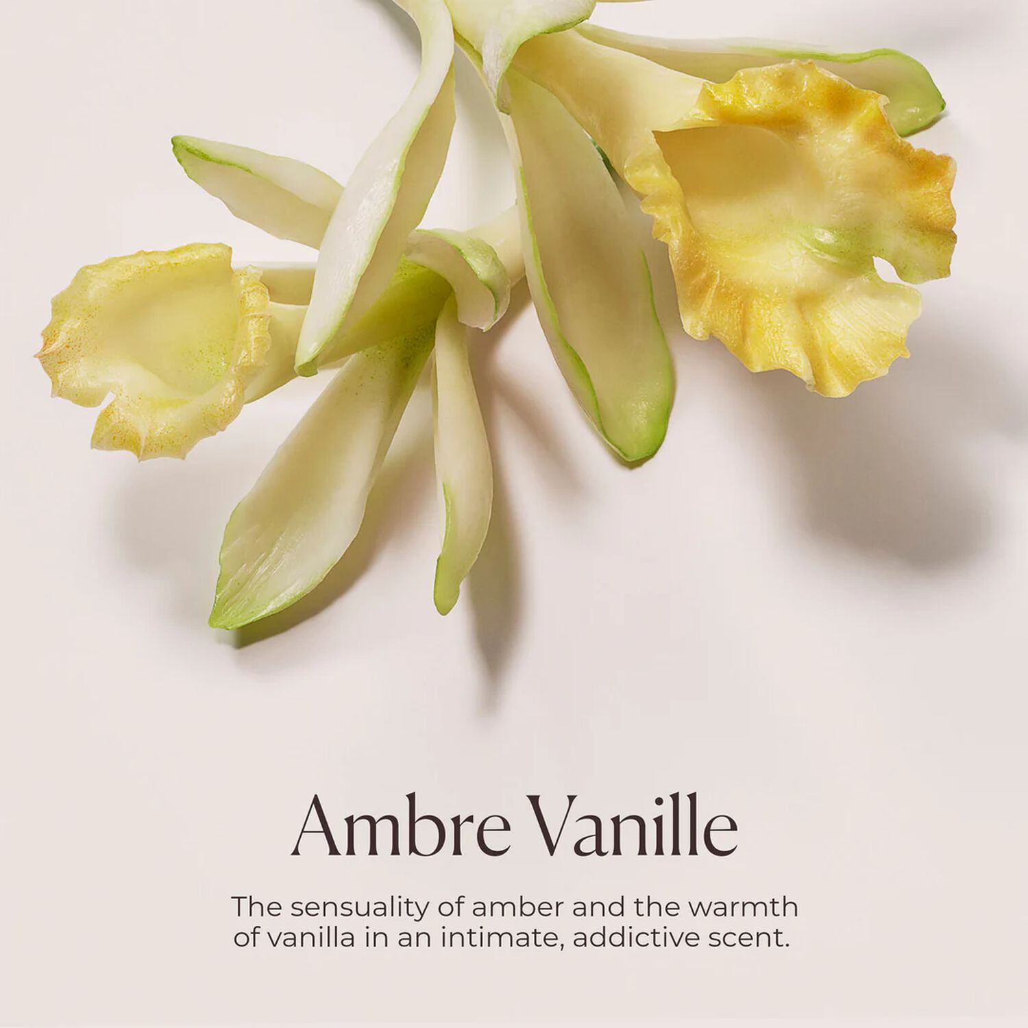 Ambre Vanille - Nettoyant Hydratant pour le corps