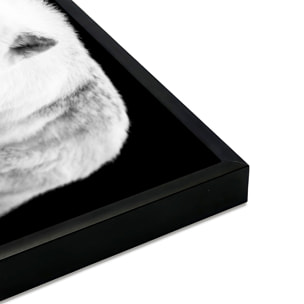 Affiche encadrée loup blanc sur fond noir Affiche + cadre en métal - Noir