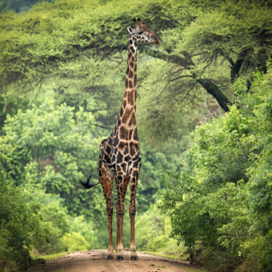 Affiche Girafe inattendue Affiche sous cadre bois