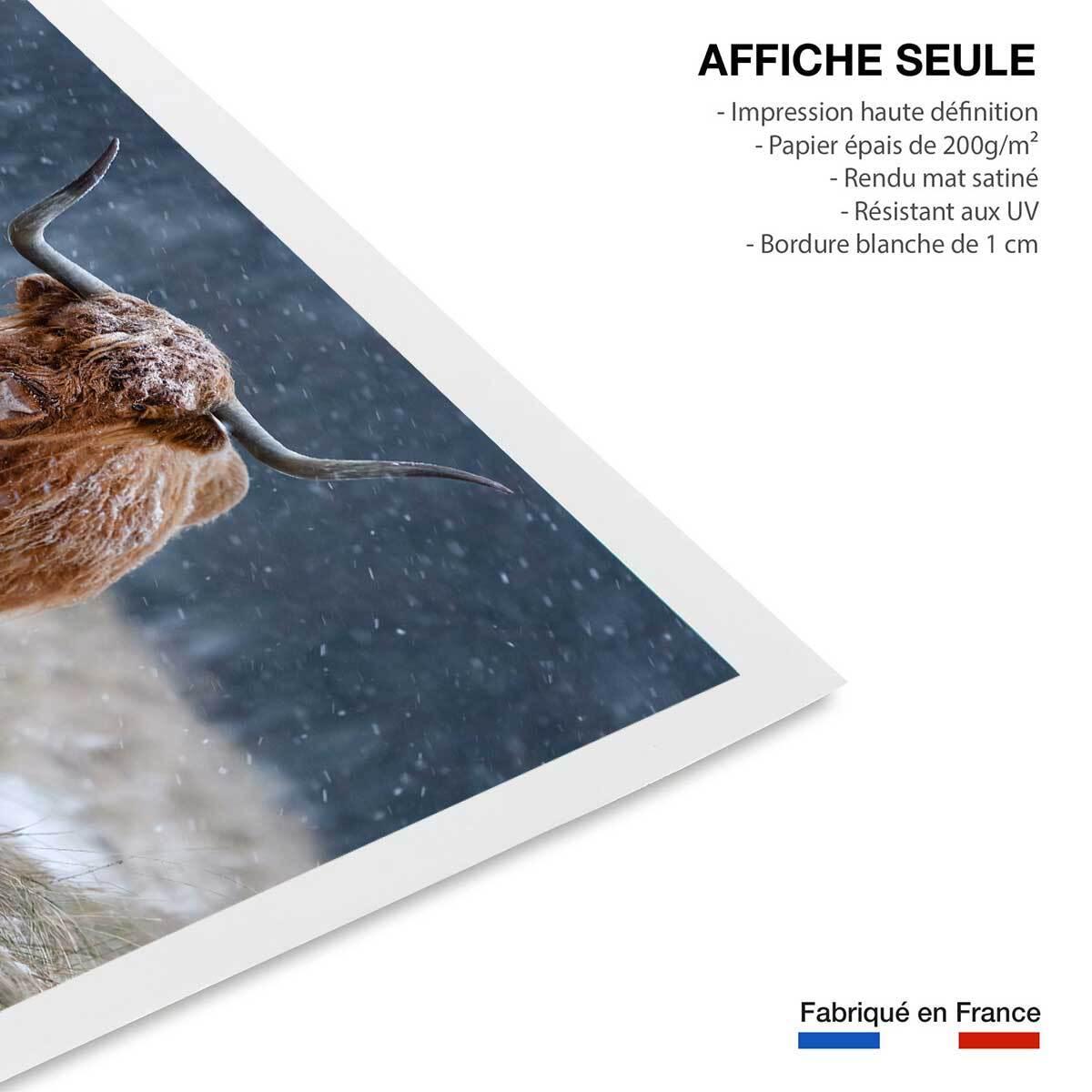 Affiche Vache Highland Affiche seule