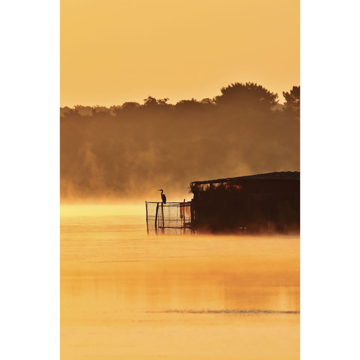 Tableau nature héron sur l'étang blanc  Tableau alu Dibond