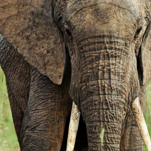 Tableau contemporain deco elephant Tableau alu Dibond