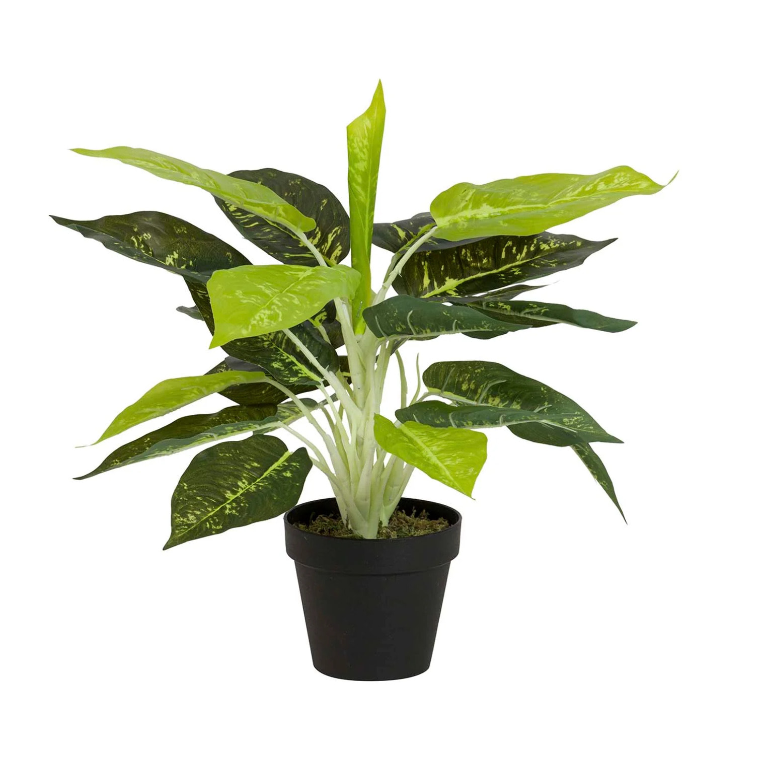 Planta Dieffenbachia Maculata 44x44x48 Cm