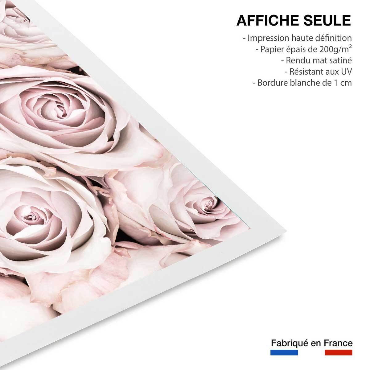 Affiche  rosa alba Affiche seule