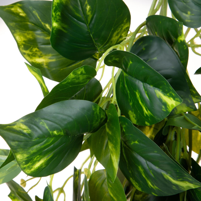 Pothos cadente - Pezzi 1 - Colore: Verde - Bianchi Dino