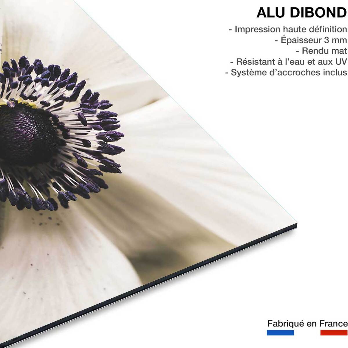 Tableau plantes fleur blanche au coeur violet  Tableau alu Dibond