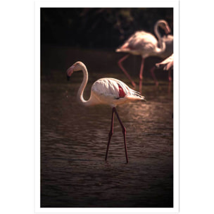 Affiche flamingo in miami Affiche seule