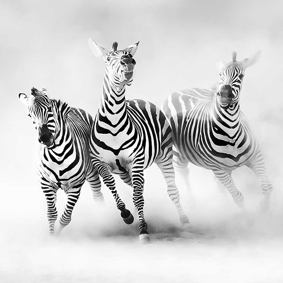 Affiche animaux racing stripes Affiche + cadre en bois - Chêne