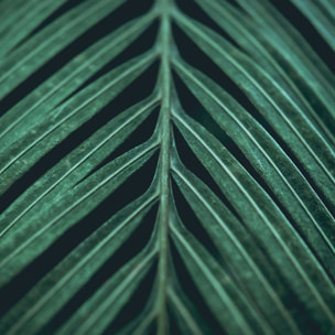 Affiche feuille palmen Affiche + cadre en bois - Noir