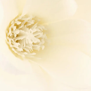 Branches de magnolia vase blanc H75cm