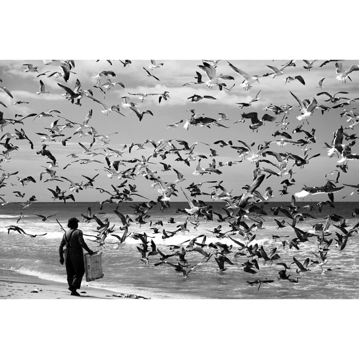 Tableau festin de mouettes Tableau plexiglas