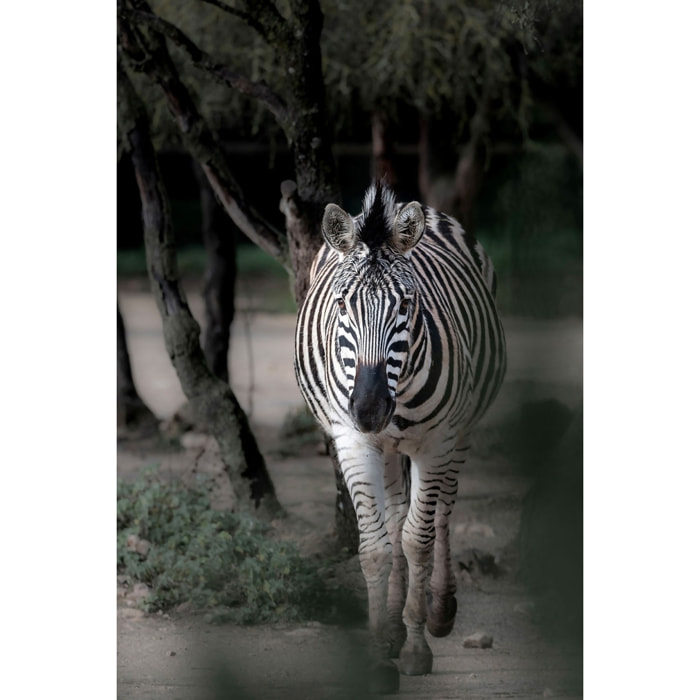 Tableau animaux zèbre en balade Tableau alu Dibond