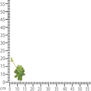 Echeveria Cactus. Altezza 21 Cm - Pezzi 6 - 15X21X10cm - Colore: Verde - Bianchi Dino - Piante Artificiali