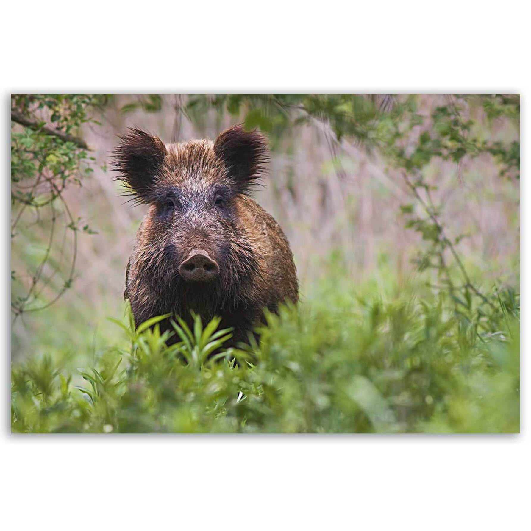 Tableau sanglier sauvage dans la forêt verdoyante Toile imprimée