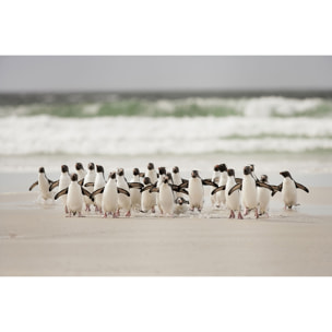 Tableau animaux pingouins Tableau alu Dibond