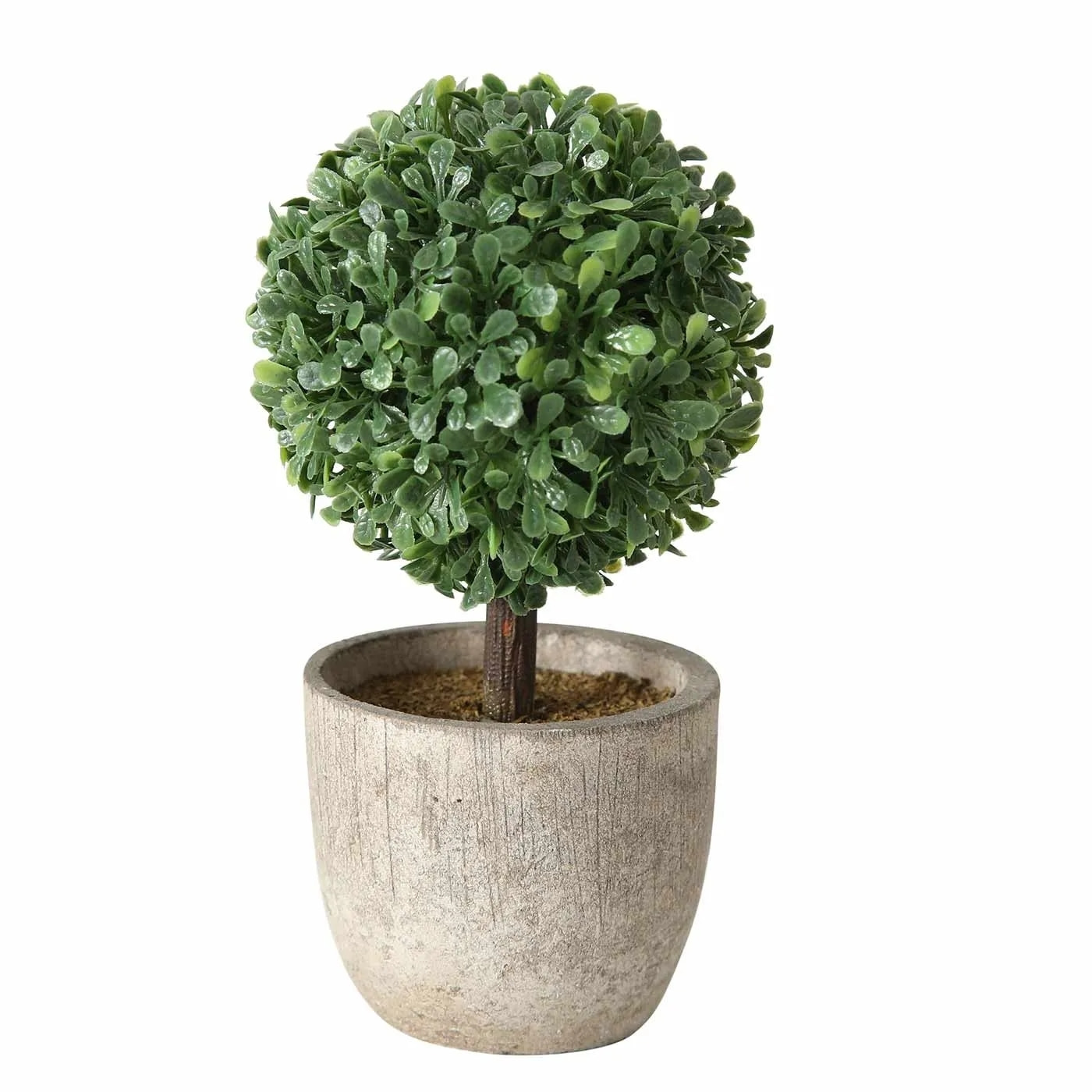 Planta pandora 14cm