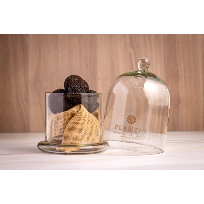 Truffes noires fraiches du Périgord Tuber Melanosporum 50g ? Plantin