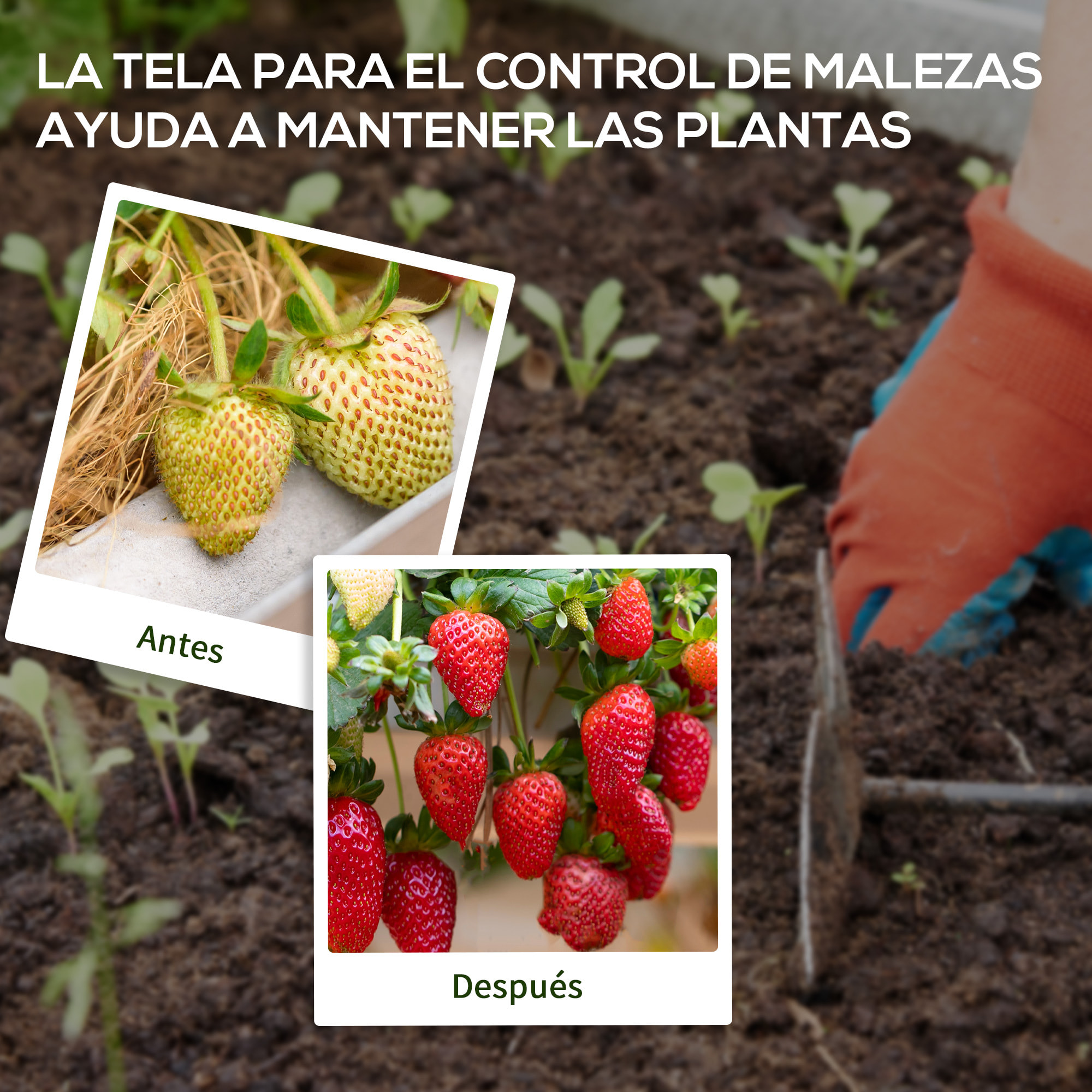 Malla Antihierbas Malla Antimaleza 2x25 m Malla Geotextil 60 g/m² para Control de Malezas y Malas Hierbas de Jardín Rollo de Malla Antimaleza Negro