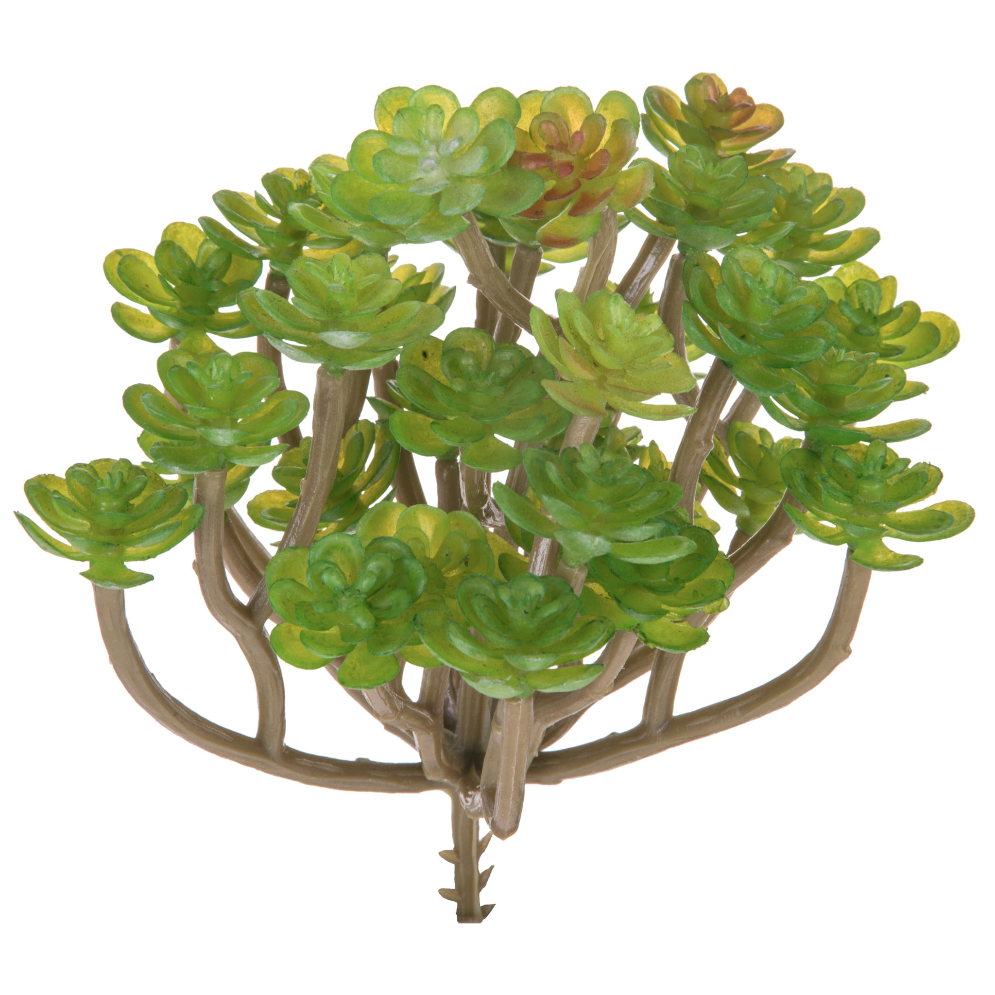 Aoenium Succulent. Altezza 12 Cm - Pezzi 12 - 10X12X8cm - Colore: Verde - Bianchi Dino - Piante Artificiali