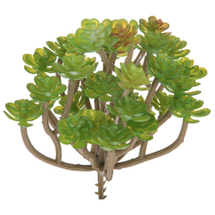 Aoenium Succulent. Altezza 12 Cm - Pezzi 12 - 10X12X8cm - Colore: Verde - Bianchi Dino - Piante Artificiali
