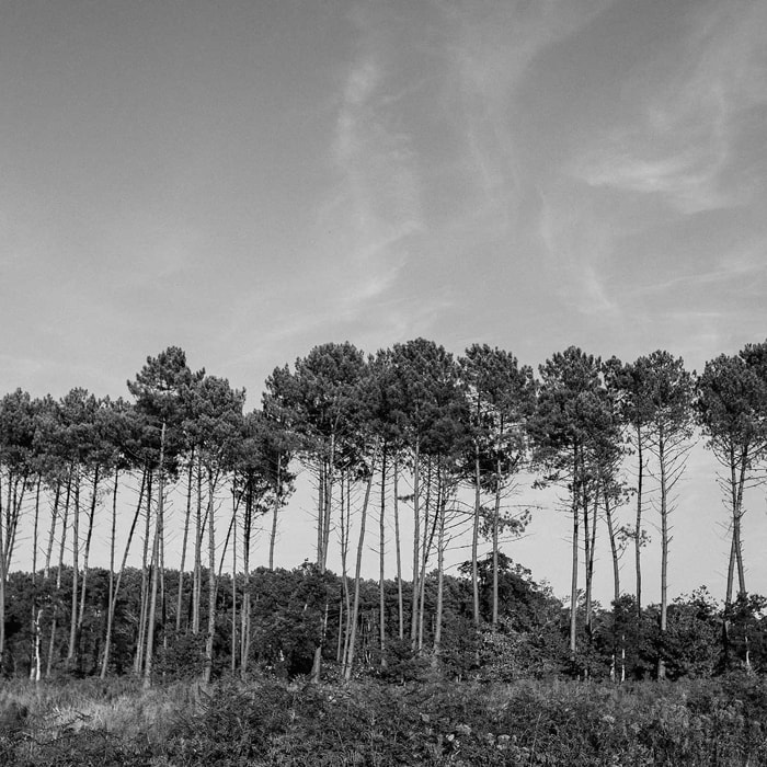 Tableau noir et blanc pinède d' hossegor Tableau alu Dibond
