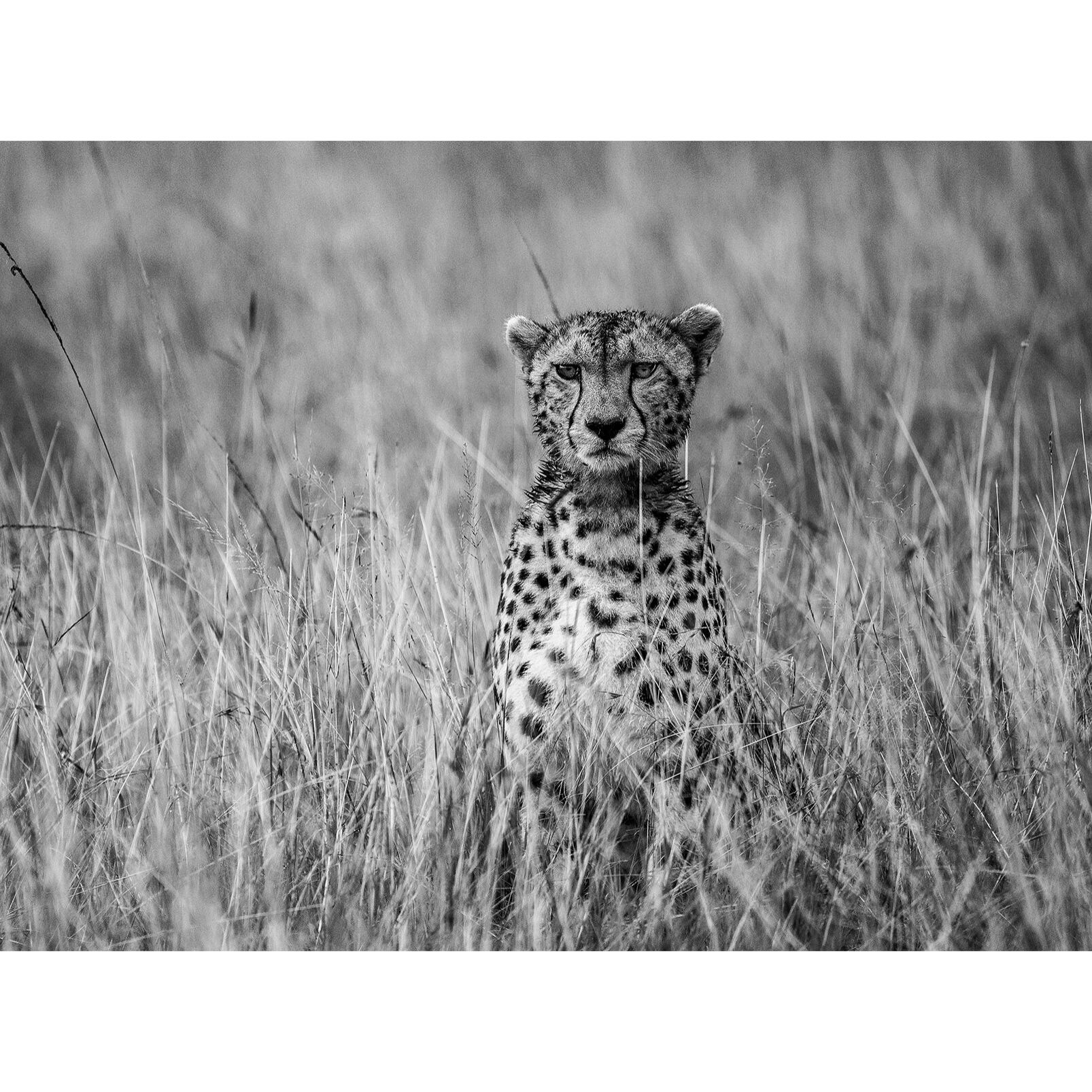 Papier peint guépard dans la savane Intissé