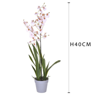 Orchidea Oncidium Con Vaso. Altezza 40 Cm - Pezzi 1 - 16X40X14cm - Colore: Rosa - Bianchi Dino - Piante Artificiali