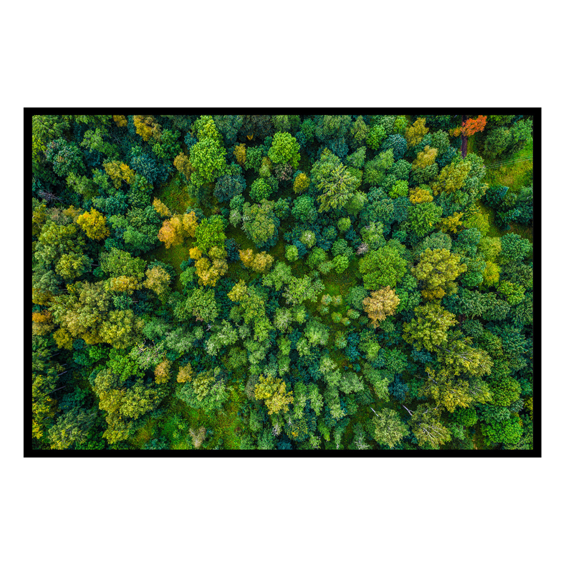 Affiche encadrée – Vue aérienne de forêt luxuriante Affiche + cadre en métal - Noir