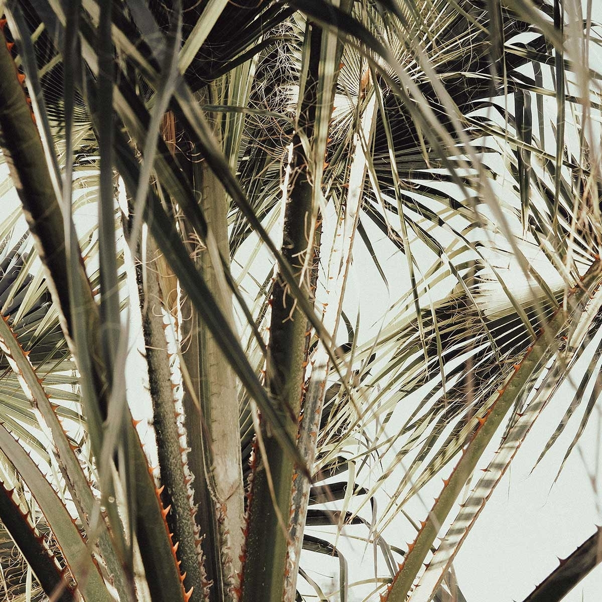 Poster cœur de palmier Affiche + cadre en bois - Chêne