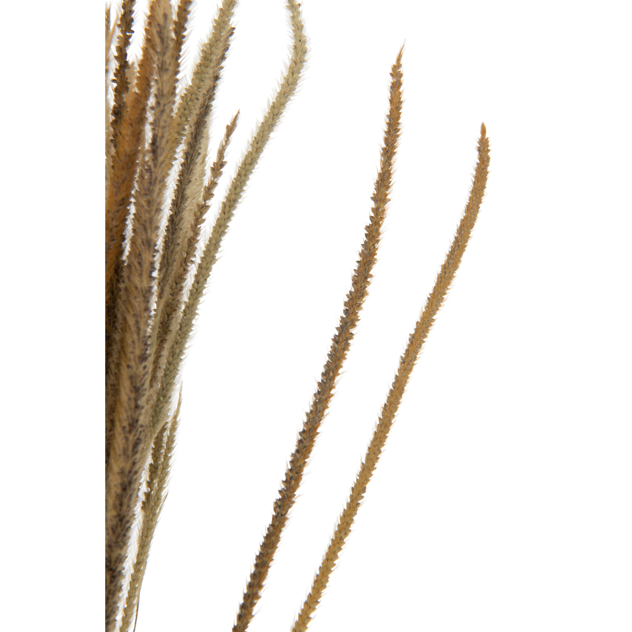 J-Line fleur artificielle Bouquet Pennisetum Seché - rotin - naturel