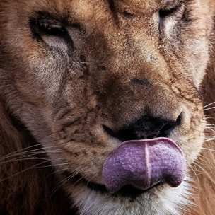 Affiche animaux delice de lion Affiche sous cadre bois