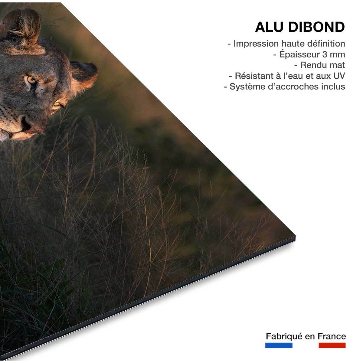 Tableau Lionne au crepuscule Tableau alu Dibond