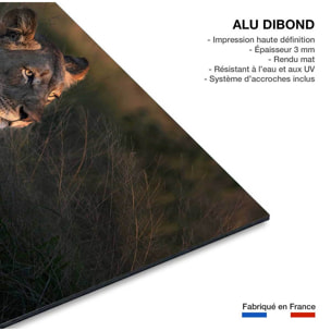 Tableau Lionne au crepuscule Tableau alu Dibond