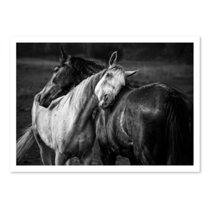 Art-Poster - Warm rain horses - Niko Chapa - 50 x 70 cm