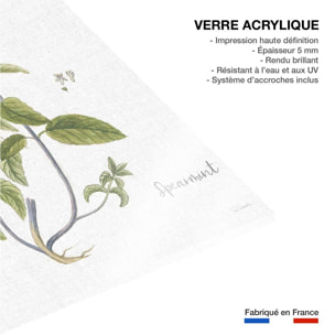 Tableau fleurs Menthe verte illustrée Tableau plexiglas