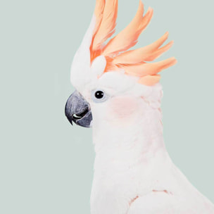 Affiche enfant cockatoo  Affiche + cadre en bois - Chêne