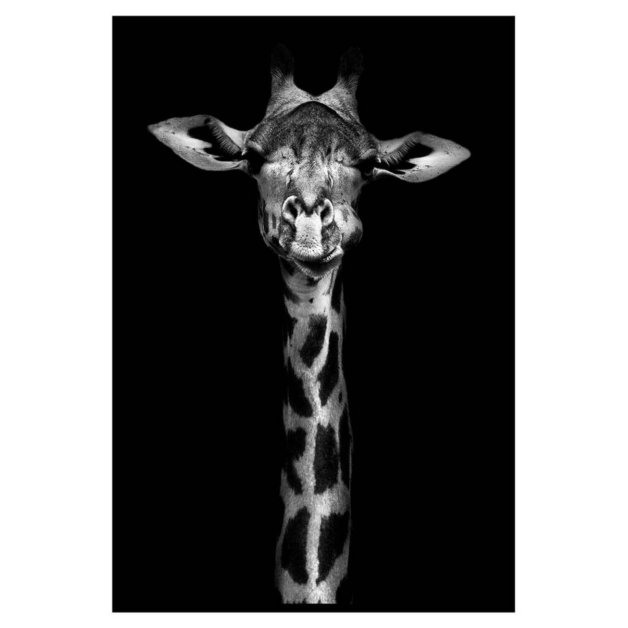 Affiche encadrée girafe en noir et blanc sur fond noir Affiche + cadre en métal - Noir