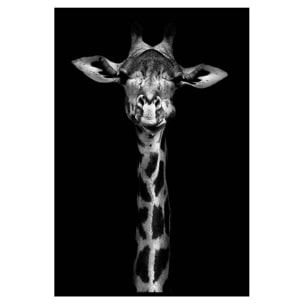 Affiche encadrée girafe en noir et blanc sur fond noir Affiche + cadre en métal - Noir