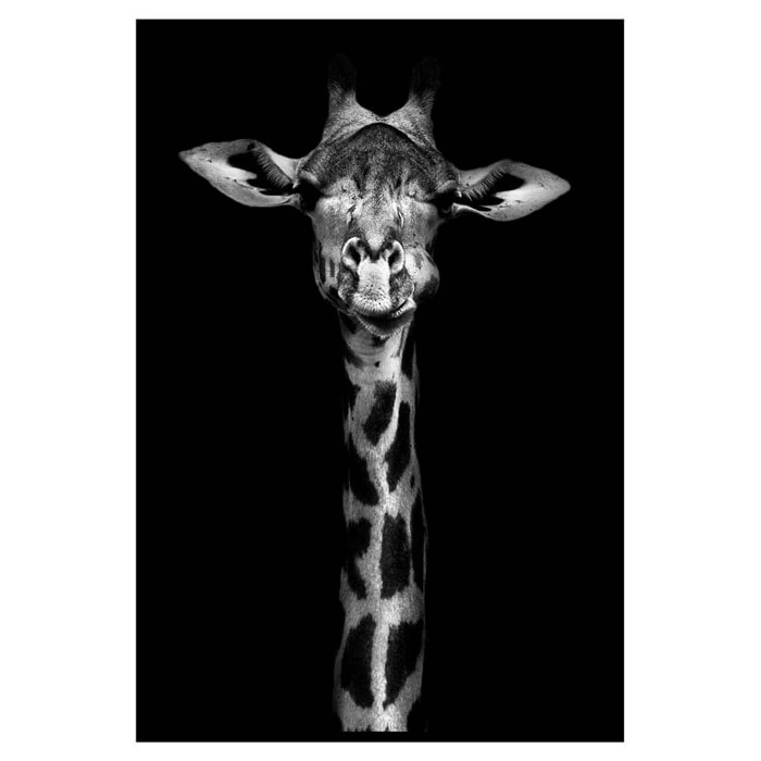 Affiche encadrée girafe en noir et blanc sur fond noir Affiche + cadre en métal - Noir