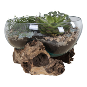 Terrario San Marino in vetro a conca ovale su grande base in radice di teak 26x26xh20 cm