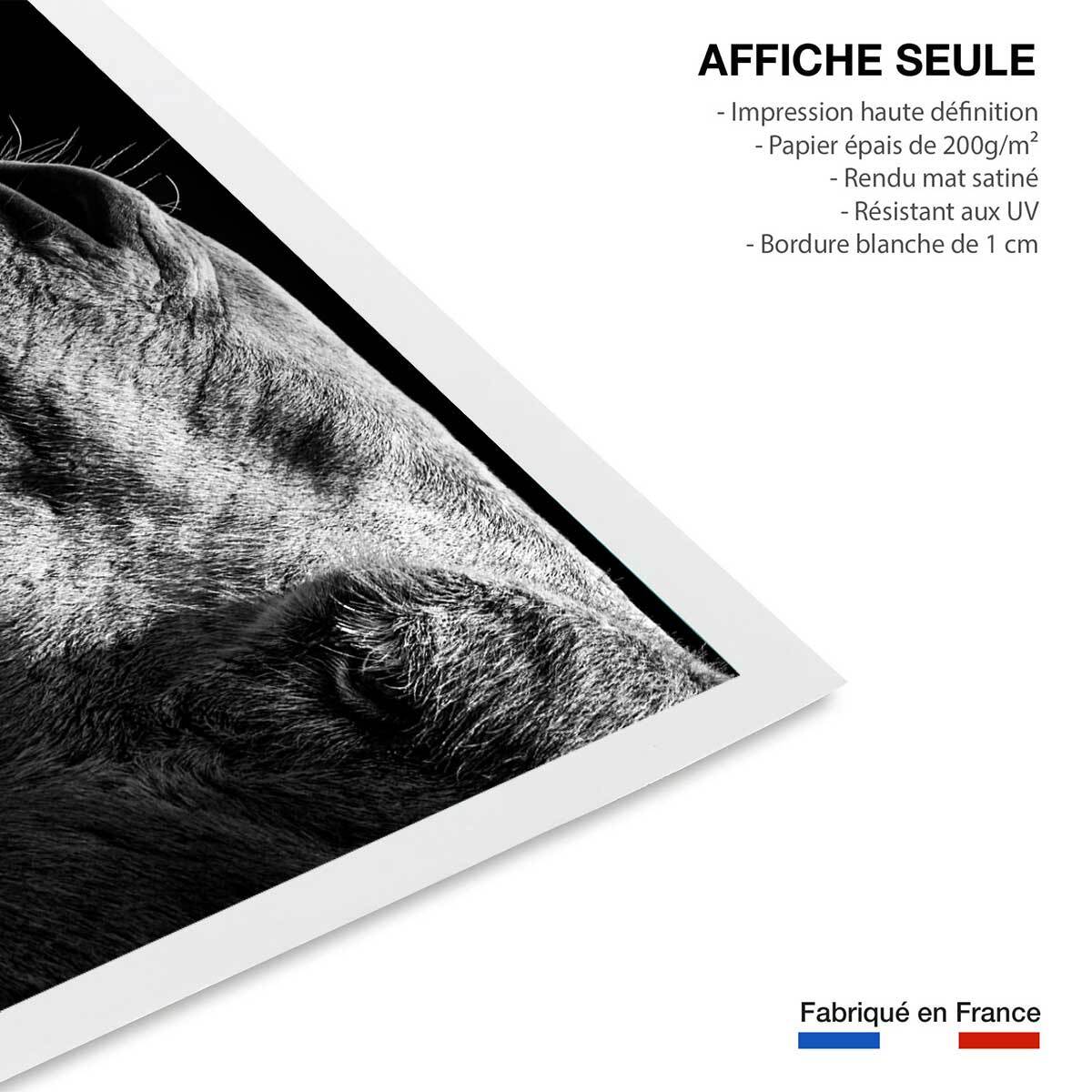 Poster animaux Portrait de chameau Affiche seule