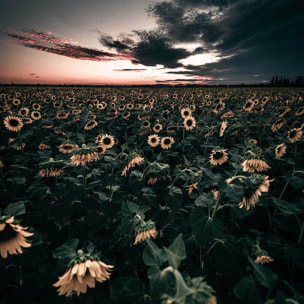 Affiche fleurs wake up sunflowers! Affiche + cadre en bois - Chêne