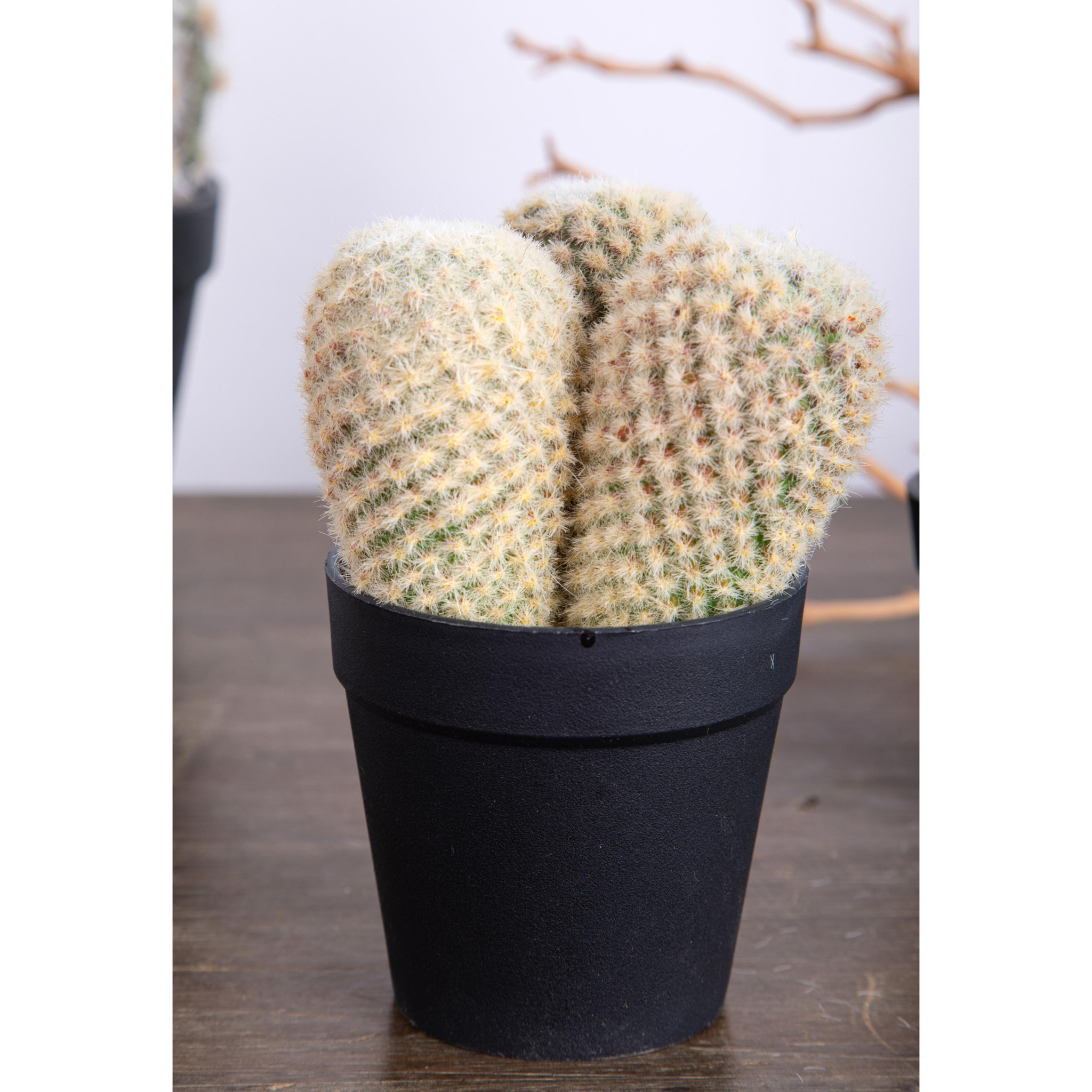 Cactus X 3 Con Vaso. Altezza 16 Cm - Pezzi 6 - 9,5X16X9,5cm - Colore: Altro - Bianchi Dino - Piante Artificiali